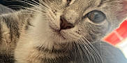 Aïka a rejoint le concours — aidez-le/la à gagner de superbes lots ! cat, tabby, close_up, whiskers, fur, pet, animal, indoor, curious, face, ears, eyes, resting, couch, furniture, blurred_background, domestic, young_cat, portrait, soft_light