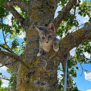 Aïka participe au concours pour gagner de l'argent avec cette photo : cat, kitten, tree, branch, moss, nature, outdoor, sky, clouds, leaves, greenery, animal, curious, young, feline, sunlight, daytime, closeup, pets, wildlife
