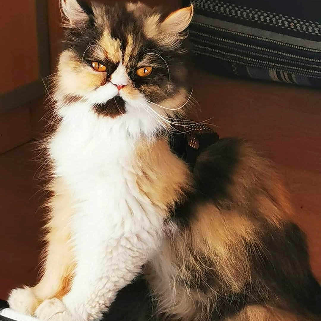 Saba