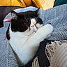 Patapouf participe au concours pour gagner de l'argent avec cette photo : cat, black_and_white, sleeping, cozy, knit_sweater, paw, hand, blanket, fringe, floor, yellow_blanket, close_up, indoor, pet, cute, resting, comfort, feline, nap, snuggle