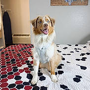 Riggs joined the competition — help win amazing prizes! animal, bed, bedspread, blue_eyes, canine, comfort, dog, furry, happy, harness, hexagonal_pattern, home, indoor, license_plates, pet, portrait, room, sitting, wall_art, white_wall
