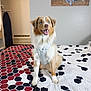 dog, bed, quilt, blue_eyes, happy, indoor, pet, canine, fur, sitting, pattern, wall_art, license_plates, room, furniture, blanket, comfortable, excited, harness, decor