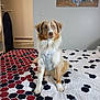 Riggs is registered to the contest to win money with this photo: bed, bedspread, blue_eyes, canine, decor, dog, domestic_animal, fur, furniture, harness, indoor, ironing_board, license_plates, looking, map, pattern, pet, room, sitting, wall_art