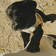 Bailey joined the competition — help win amazing prizes! puppy, dog, black_dog, sweater, pet, outdoor, sand, leaves, playing, cute, young_dog, animal, fur, canine, looking_up, paws, person, white_shirt, sunlight, shadow