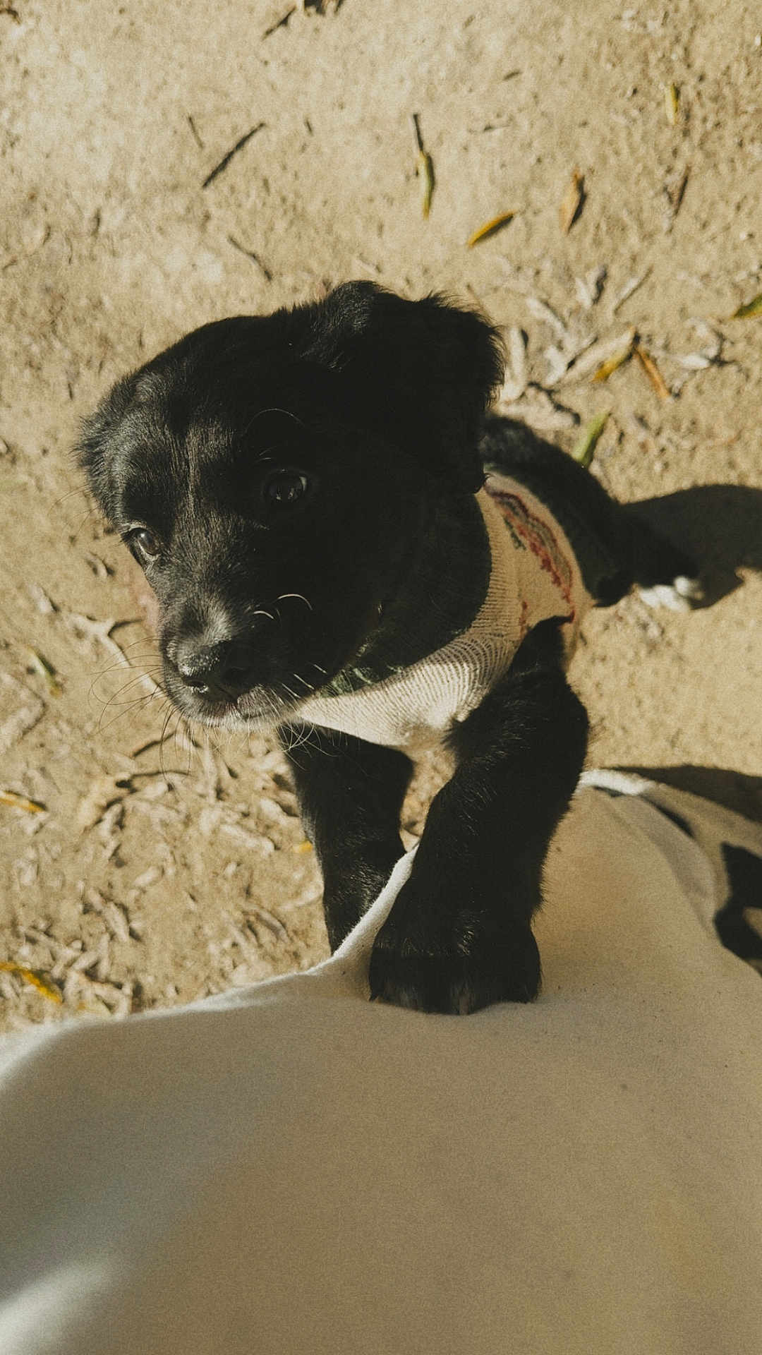 Bailey joined the competition — help win amazing prizes! puppy, dog, black_dog, sweater, pet, outdoor, sand, leaves, playing, cute, young_dog, animal, fur, canine, looking_up, paws, person, white_shirt, sunlight, shadow