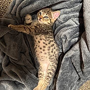 Goliath is registered to the contest to win money with this photo: kitten, cat, spotted, feline, pet, animal, gray_blanket, cozy, stretching, cute, fur, whiskers, relaxing, indoor, comfort, sleepy, soft, young_animal, tabby, paw