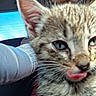 Goliath is registered to the contest to win money with this photo: kitten, cat, close_up, tongue_out, animal, pet, indoor, car, person, arm, window, blue_sky, fur, whiskers, cute, young, tabby, face, blurred, domestic_animal