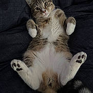 Ember joined the competition — help win amazing prizes! cat, tabby, pet, animal, feline, lying_down, paws, fur, whiskers, cute, relaxed, indoor, closeup, portrait, soft, sleeping_position, looking, tail, domestic, cozy