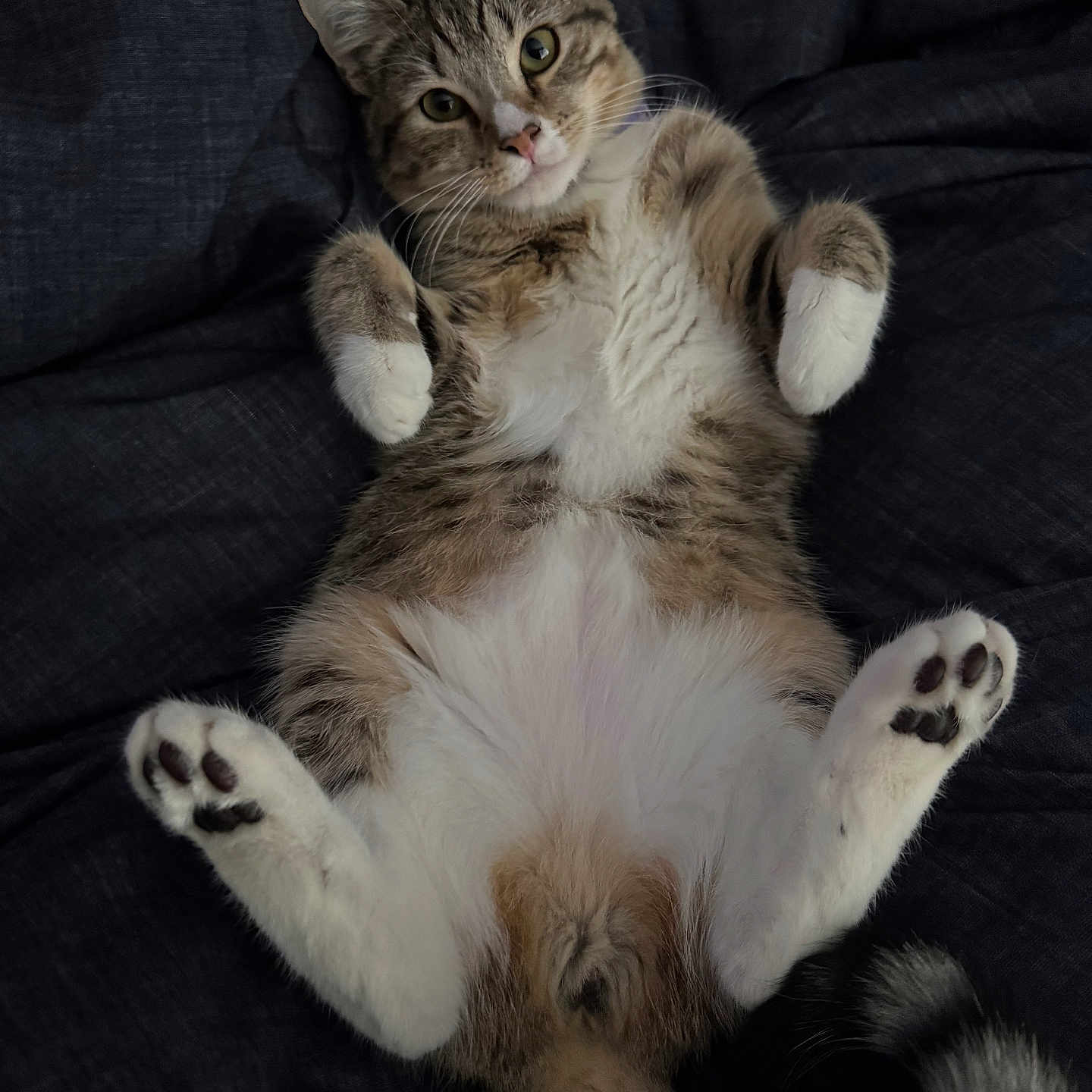 Ember joined the competition — help win amazing prizes! cat, tabby, pet, animal, feline, lying_down, paws, fur, whiskers, cute, relaxed, indoor, closeup, portrait, soft, sleeping_position, looking, tail, domestic, cozy