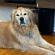 Benson joined the competition — help win amazing prizes! golden_retriever, dog, pet, indoor, wooden_floor, carpet, shelf, vase, decor, technology, box, calm, lying_down, fur, mammal, animal, domestic_animal, home, floor, relaxed