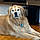 Benson