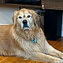 golden_retriever, dog, pet, indoor, wooden_floor, carpet, shelf, vase, decor, technology, box, calm, lying_down, fur, mammal, animal, domestic_animal, home, floor, relaxed