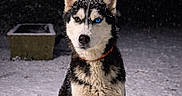 Vaïana participe au concours pour gagner de l'argent avec cette photo : animal, black_and_white, canine, cold, collar, dog, fur, heterochromia, husky, mammal, nature, night, outdoor, pet, portrait, quiet, sitting, snow, snowfall, winter