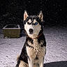 animal, black_and_white, canine, cold, collar, dog, fur, heterochromia, husky, mammal, nature, night, outdoor, pet, portrait, quiet, sitting, snow, snowfall, winter