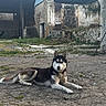 Vaïana a rejoint le concours — aidez-le/la à gagner de superbes lots ! abandoned, animal, canine, collar, concrete, dog, ears, fur, grass, husky, lying_down, nature, old_building, outdoor, pet, quiet, ruins, rural, stone, wall