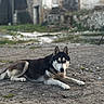 Vaïana a rejoint le concours — aidez-le/la à gagner de superbes lots ! abandoned, alert, animal, blue_eyes, blurred_background, canine, concrete, daylight, dog, fur, lying_down, nature, old_building, outdoor, pet, portrait, quiet, resting, siberian_husky, urban