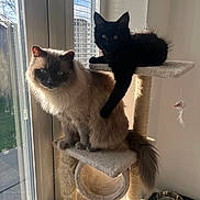 Thor And Loki joined the competition — help win amazing prizes! animal, black_cat, cat, cat_tree, cozy, cute, fluffy, food_bowl, furniture, home, indoor, kitten, light_cat, paw, pet, resting, shadow, sunlight, toy, window