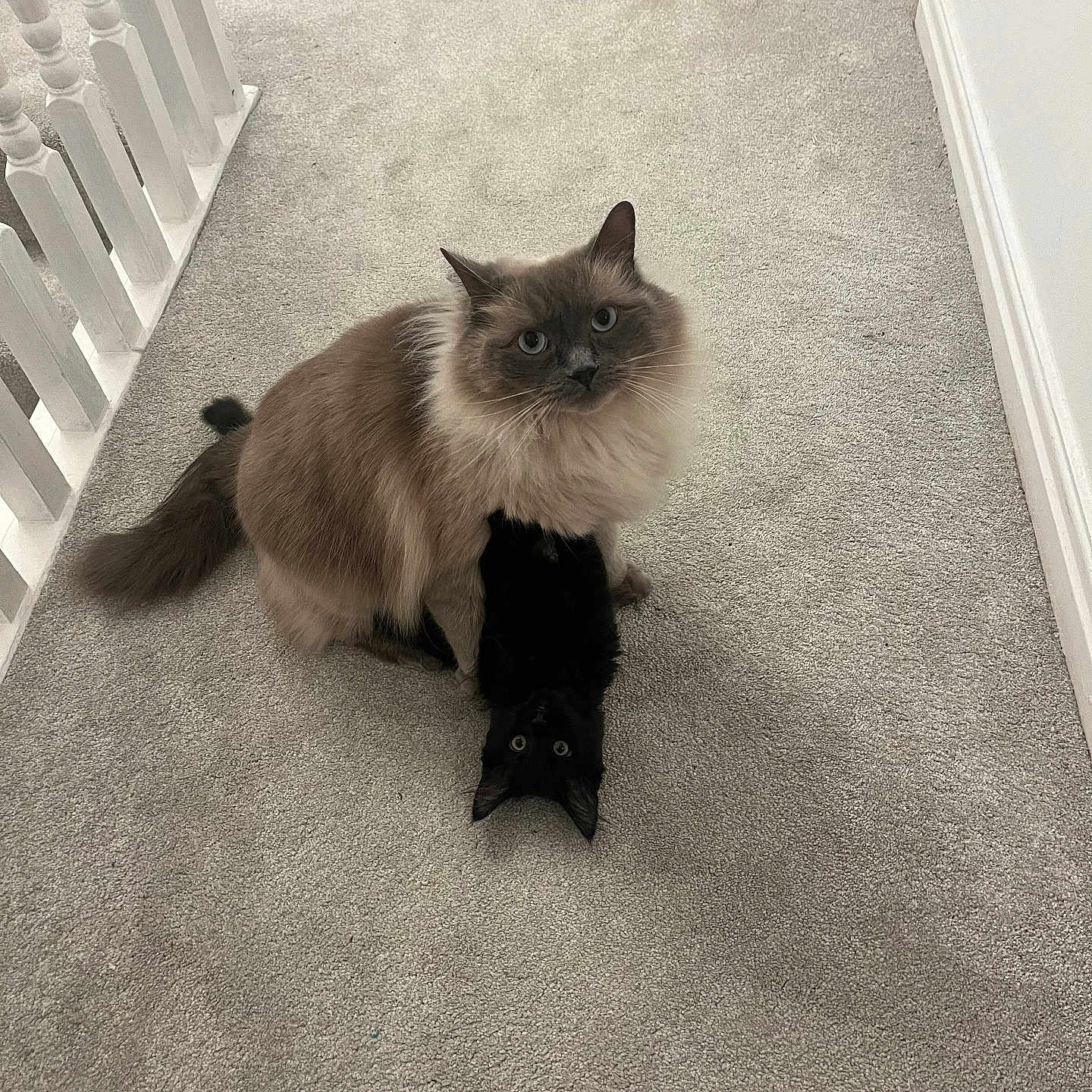 Thor And Loki is registered to the contest to win money with this photo: animals, black_cat, carpet, cat, companions, curious, cute, domestic, eyes, fluffy_cat, fur, hallway, indoor, lying_down, pets, playful, sitting, two_cats, walls, white_banister