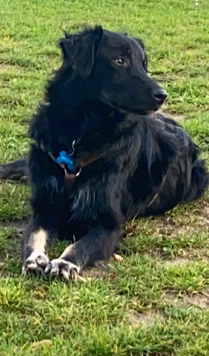 Cooper