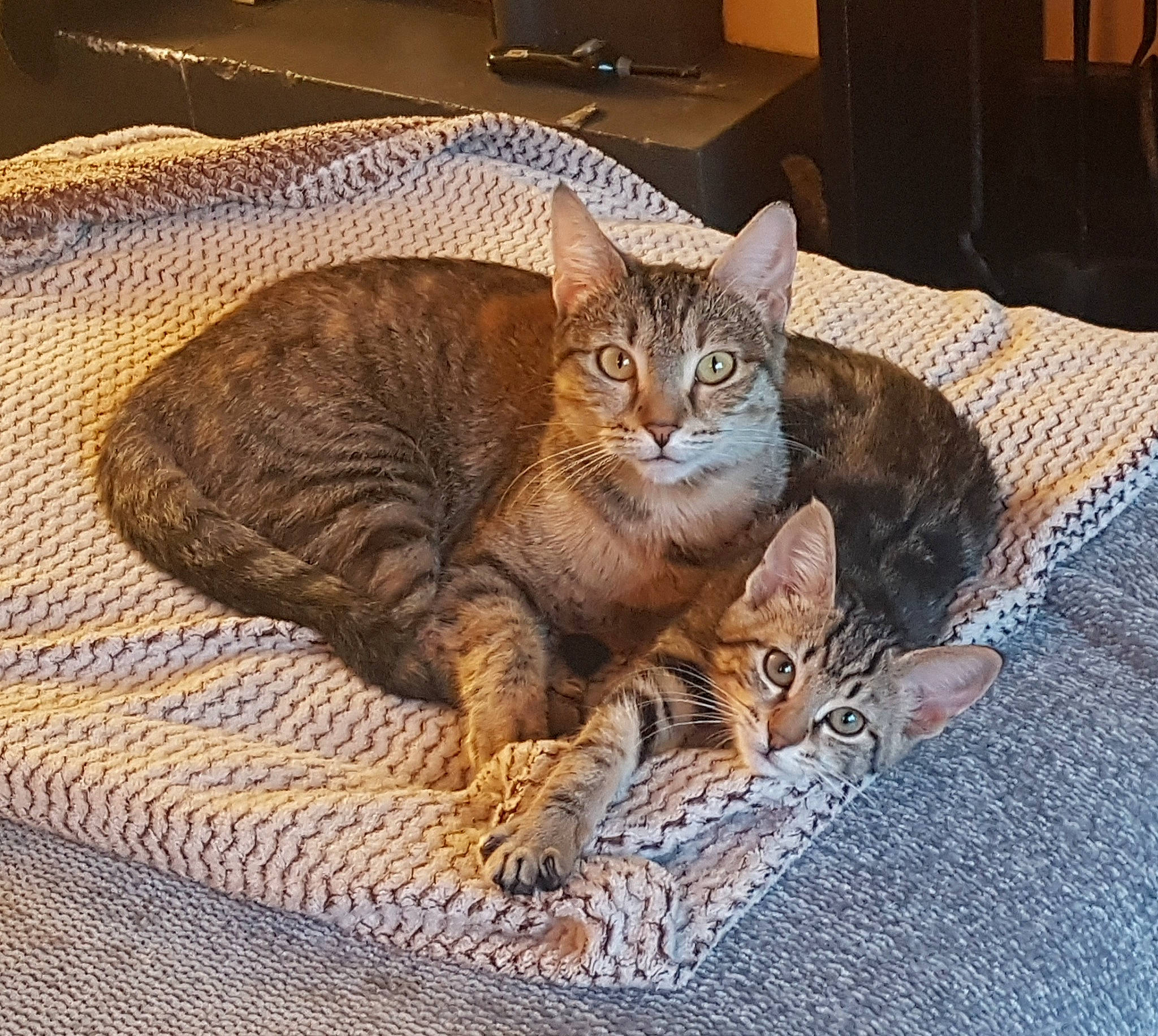 Tania Et Choupette a rejoint le concours — aidez-le/la à gagner de superbes lots ! carnivore, cat, cat_supply, comfort, domestic_short_haired_cat, eye, fawn, felidae, fur, houseplant, linens, paw, sitting, small_to_medium_sized_cats, snout, tail, terrestrial_animal, whiskers, wood