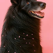 Nouchka a rejoint le concours — aidez-le/la à gagner de superbes lots ! animal, black_fur, canine, close_up, cute, dog, domestic_animal, flower_petals, fluffy, friendly, fur_texture, happy, looking_back, pet, pink_background, portrait, sitting, smiling, studio_shot, tongue_out