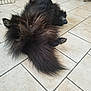animal, black_fur, canine, cute, dog, domestic_animal, floor, fluffy, fur, home, indoor, long_hair, lying_down, paw, pet, quiet, relaxed, resting, sleepy, tile_floor