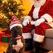 Rambo is registered to the contest to win money with this photo: dog, santa_claus, christmas_tree, holiday, festive, gift, present, hat, red_and_white, wooden_floor, couch, smiling, indoor, decorations, christmas_lights, beard, boots, gloves, collar, pet