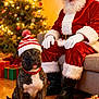 dog, santa_claus, christmas_tree, holiday, festive, gift, present, hat, red_and_white, wooden_floor, couch, smiling, indoor, decorations, christmas_lights, beard, boots, gloves, collar, pet