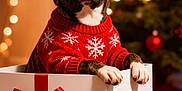 Rambo is registered to the contest to win money with this photo: dog, santa_hat, christmas_sweater, gift_box, red_ribbon, holiday, christmas_tree, ornaments, festive, indoor, pet, brown_dog, white_paws, decorations, seasonal, holiday_lights, cozy, cute, celebration, winter