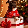 dog, santa_hat, christmas_sweater, gift_box, red_ribbon, holiday, christmas_tree, ornaments, festive, indoor, pet, brown_dog, white_paws, decorations, seasonal, holiday_lights, cozy, cute, celebration, winter