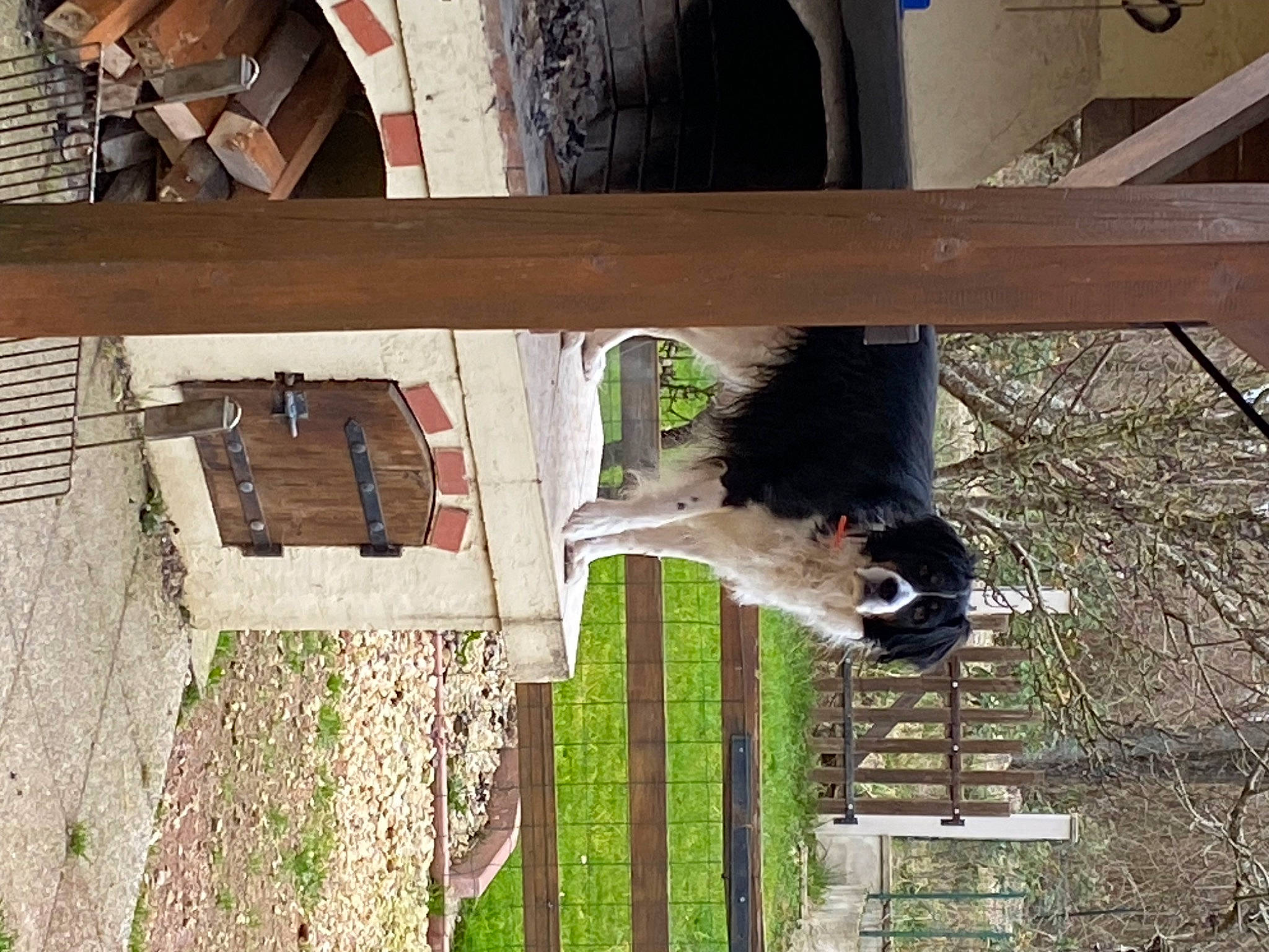 Neige a rejoint le concours — aidez-le/la à gagner de superbes lots ! building, fur, grass, hardwood, house, plant, reflection, sporting_group, tail, tire, tree, wheel, window, wood