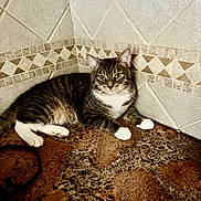Gilbert is registered to the contest to win money with this photo: cat, tabby, white_paws, lounging, corner, countertop, tile_wall, indoor, pet, feline, relaxed, curious, whiskers, ears, eyes, fur, domestic_animal, household, resting, animal