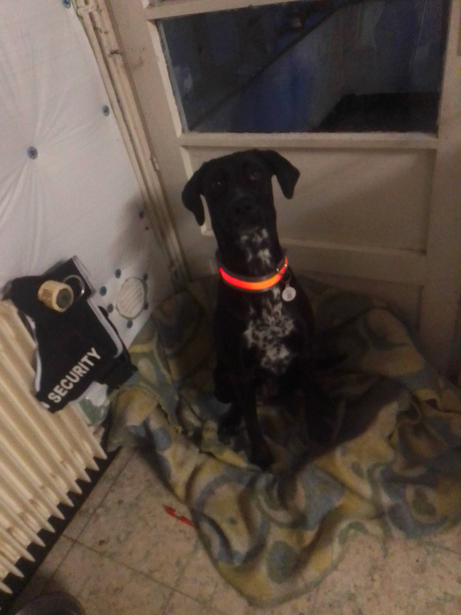 Hope a rejoint le concours — aidez-le/la à gagner de superbes lots ! canidae, carnivore, companion_dog, dog, dog_breed, non_sporting_group, patterdale_terrier, snout, sporting_group