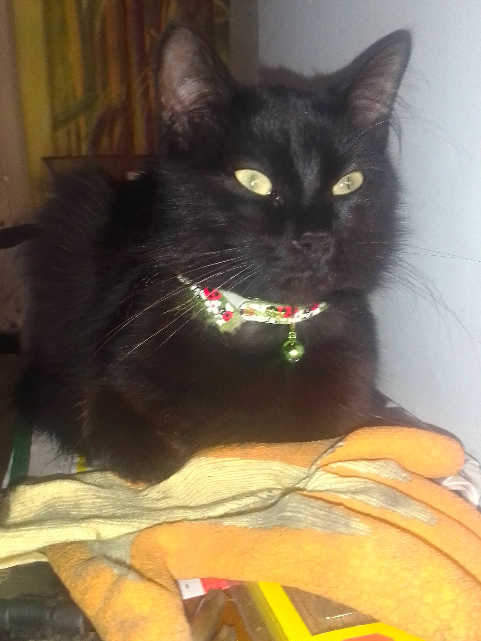 Fripouille participe au concours pour gagner de l'argent avec cette photo : asian, black_cat, bombay, carnivore, cat, domestic_long_haired_cat, domestic_short_haired_cat, felidae, small_to_medium_sized_cats, tail, whiskers