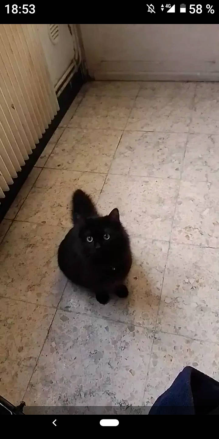 Fripouille a rejoint le concours — aidez-le/la à gagner de superbes lots ! black, black_cat, canidae, carnivore, cat, domestic_short_haired_cat, fawn, felidae, floor, flooring, kitten, mammal, non_sporting_group, small_to_medium_sized_cats, tail, tile, whiskers