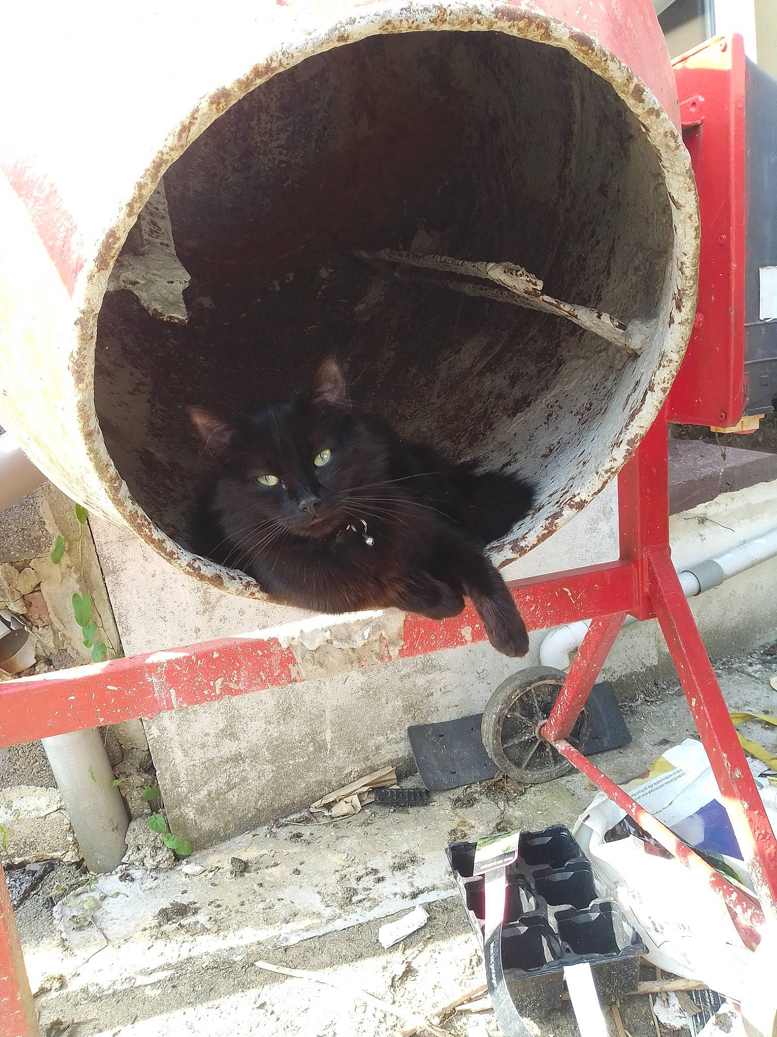 Fripouille a rejoint le concours — aidez-le/la à gagner de superbes lots ! black_cat, cat, felidae, small_to_medium_sized_cats