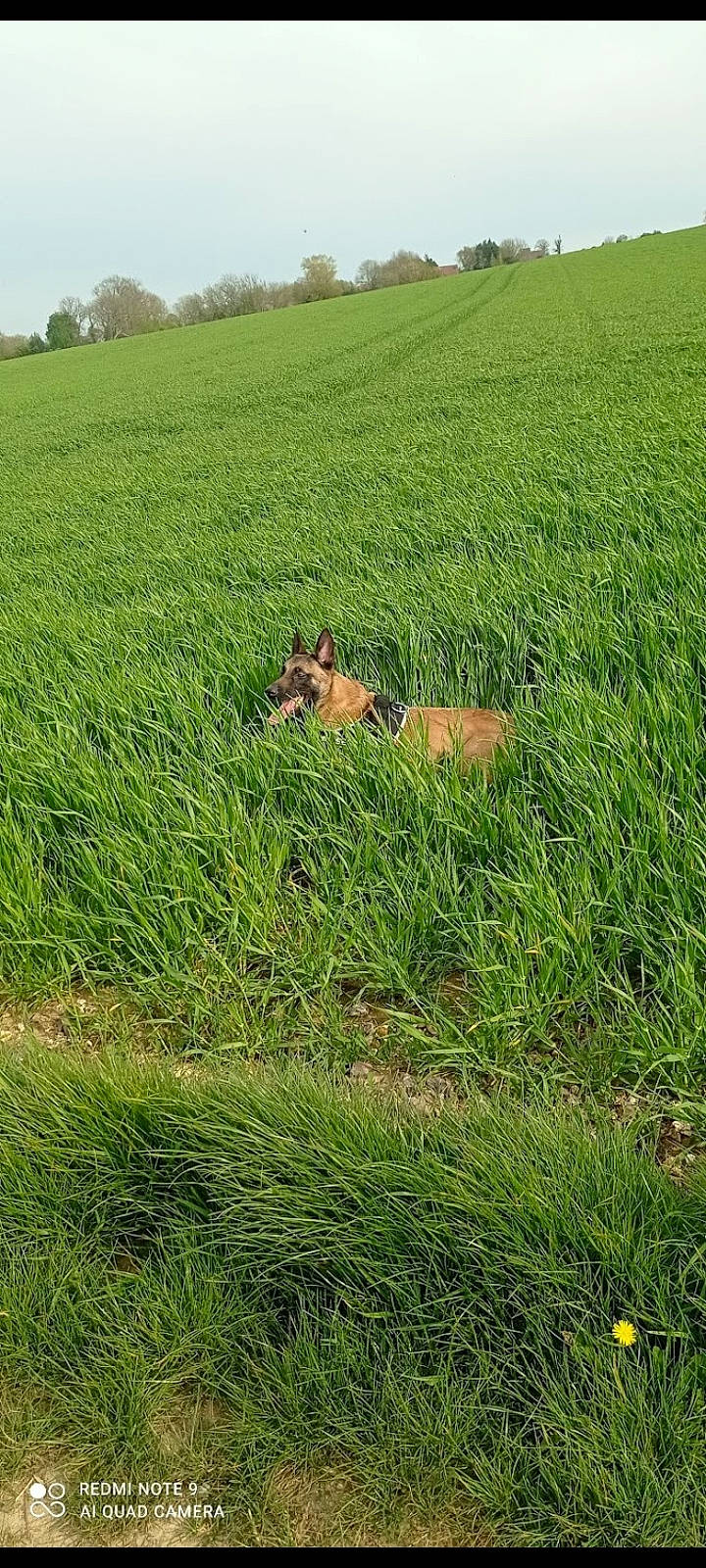 Oslo a rejoint le concours — aidez-le/la à gagner de superbes lots ! agriculture, ecoregion, fawn, grass, grass_family, grassland, grazing, groundcover, land_lot, landscape, meadow, natural_environment, natural_landscape, people_in_nature, plain, plant, plant_community, tree, vegetation, working_animal