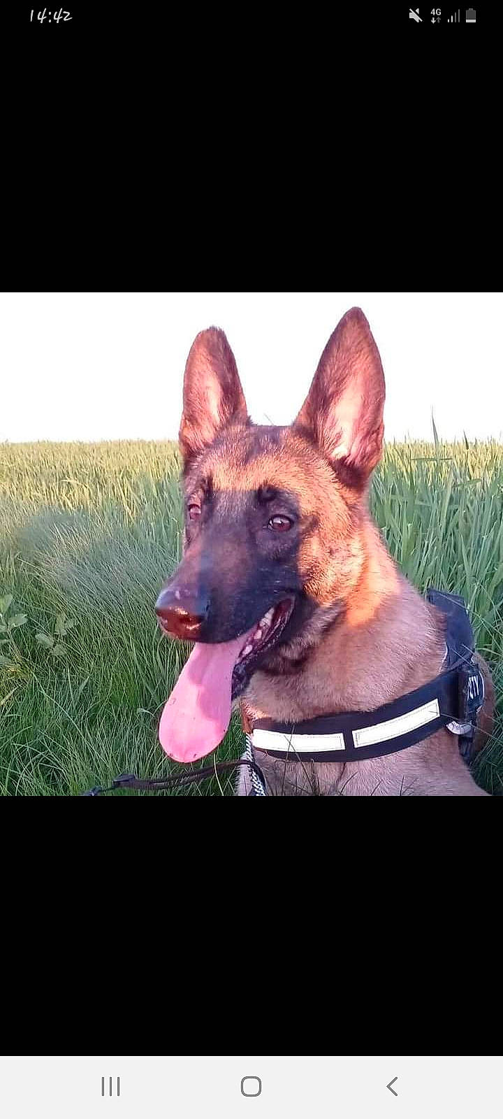 Oslo a rejoint le concours — aidez-le/la à gagner de superbes lots ! canidae, carnivore, collar, companion_dog, dog, dog_breed, dog_supply, fawn, grass, grassland, herding_dog, plant, rectangle, sky, snout, sporting_group, square, terrestrial_animal, working_animal, working_dog