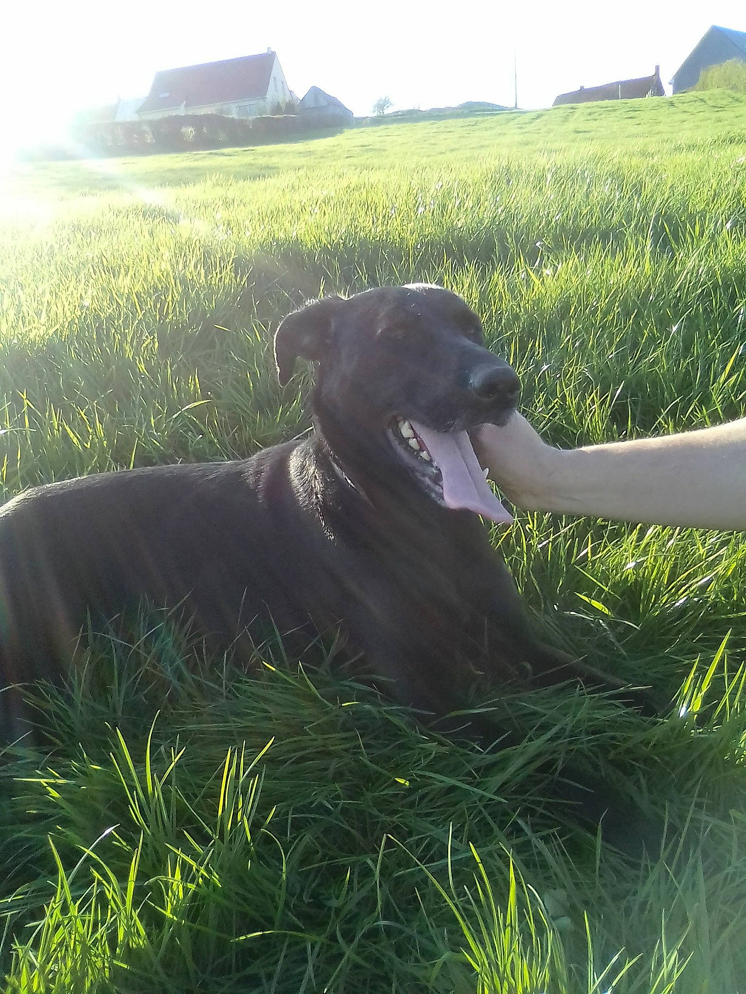 Joy participe au concours pour gagner de l'argent avec cette photo : canidae, carnivore, dog, dog_breed, grass, grass_family, guard_dog, hunting_dog, labrador_retriever, morning, patterdale_terrier, sporting_group