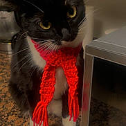 Luna is registered to the contest to win money with this photo: cat, black_and_white, scarf, red, knitted, pet, indoor, kitchen, countertop, microwave, curious, whiskers, feline, domestic_animal, cozy, close_up, portrait, sitting, yellow_eyes, fur