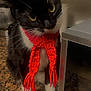 cat, black_and_white, scarf, red, knitted, pet, indoor, kitchen, countertop, microwave, curious, whiskers, feline, domestic_animal, cozy, close_up, portrait, sitting, yellow_eyes, fur