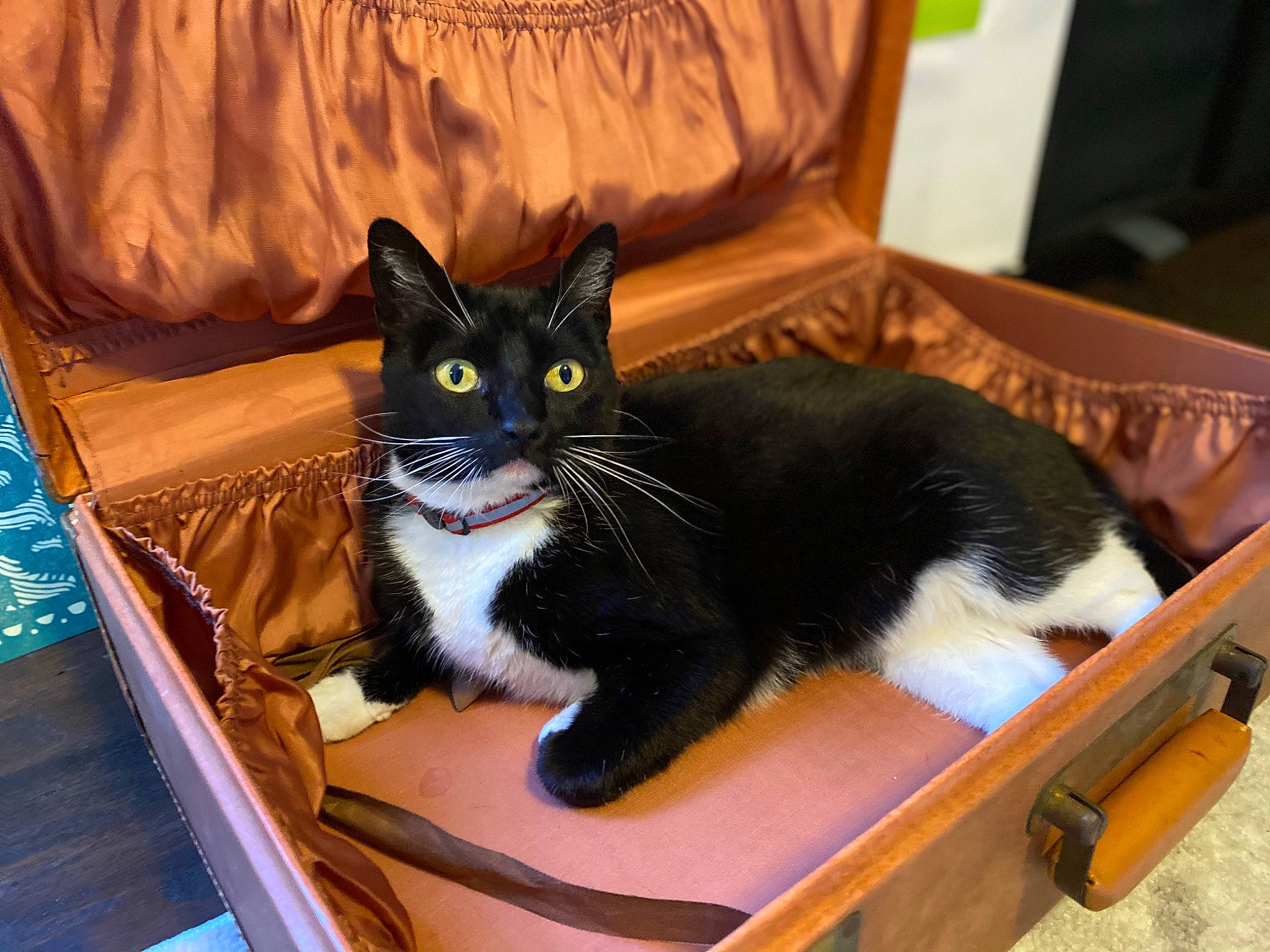 Moxie joined the competition — help win amazing prizes! box, carnivore, cat, cat_supply, comfort, couch, domestic_short_haired_cat, felidae, fur, furniture, linens, office_supplies, pet_supply, room, small_to_medium_sized_cats, table, tail, whiskers, window, wood