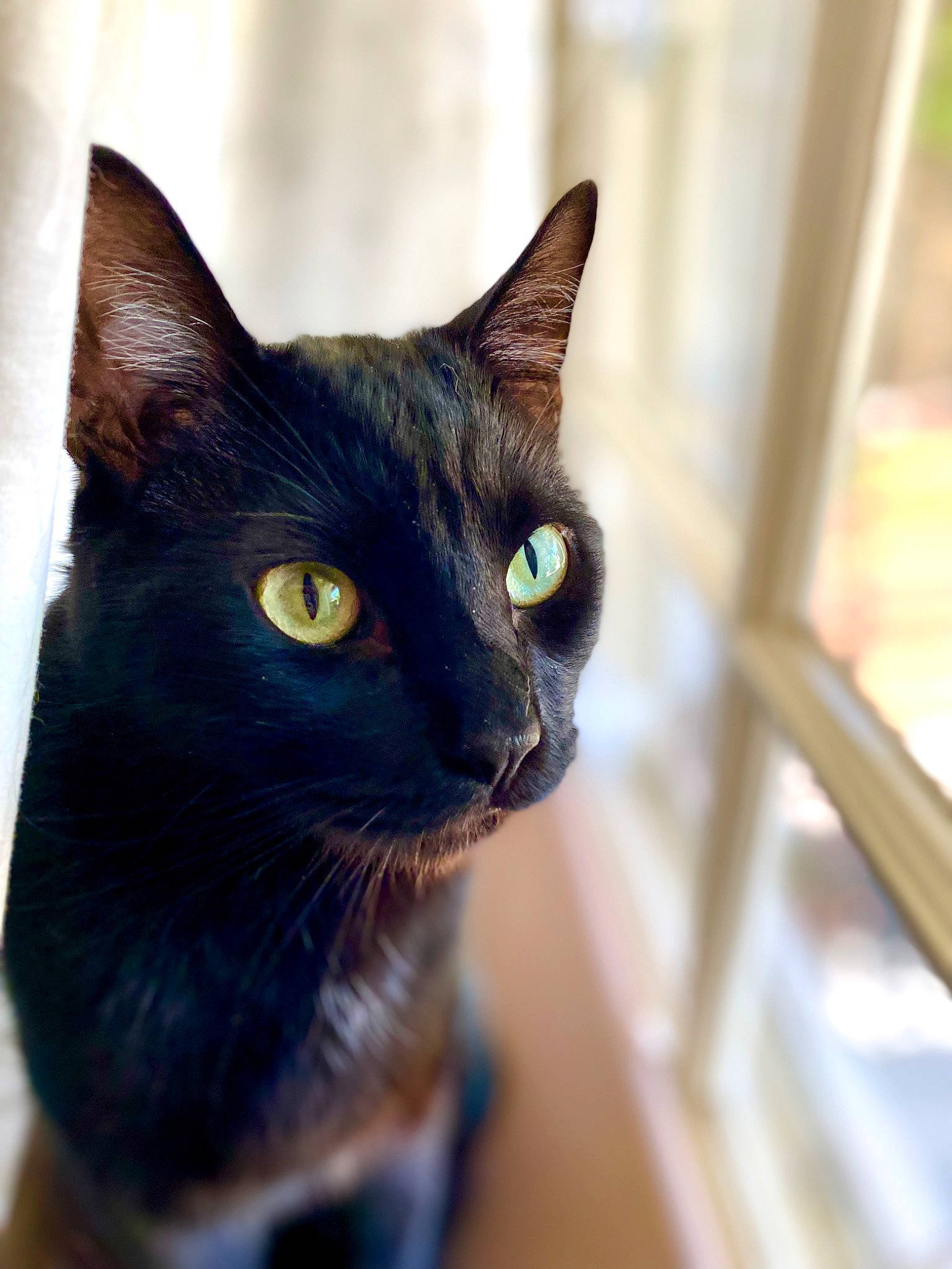 Chidi Anagonye joined the competition — help win amazing prizes! black_cat, carnivore, cat, domestic_short_haired_cat, electric_blue, felidae, fur, havana_brown, small_to_medium_sized_cats, snout, whiskers, wood