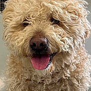 Atlas joined the competition — help win amazing prizes! dog, canine, pet, curly_fur, fluffy, tongue_out, close_up, portrait, animal, muzzle, nose, happy, cute, friendly, indoor, furry, light_brown, whiskers, expression, domestic_animal