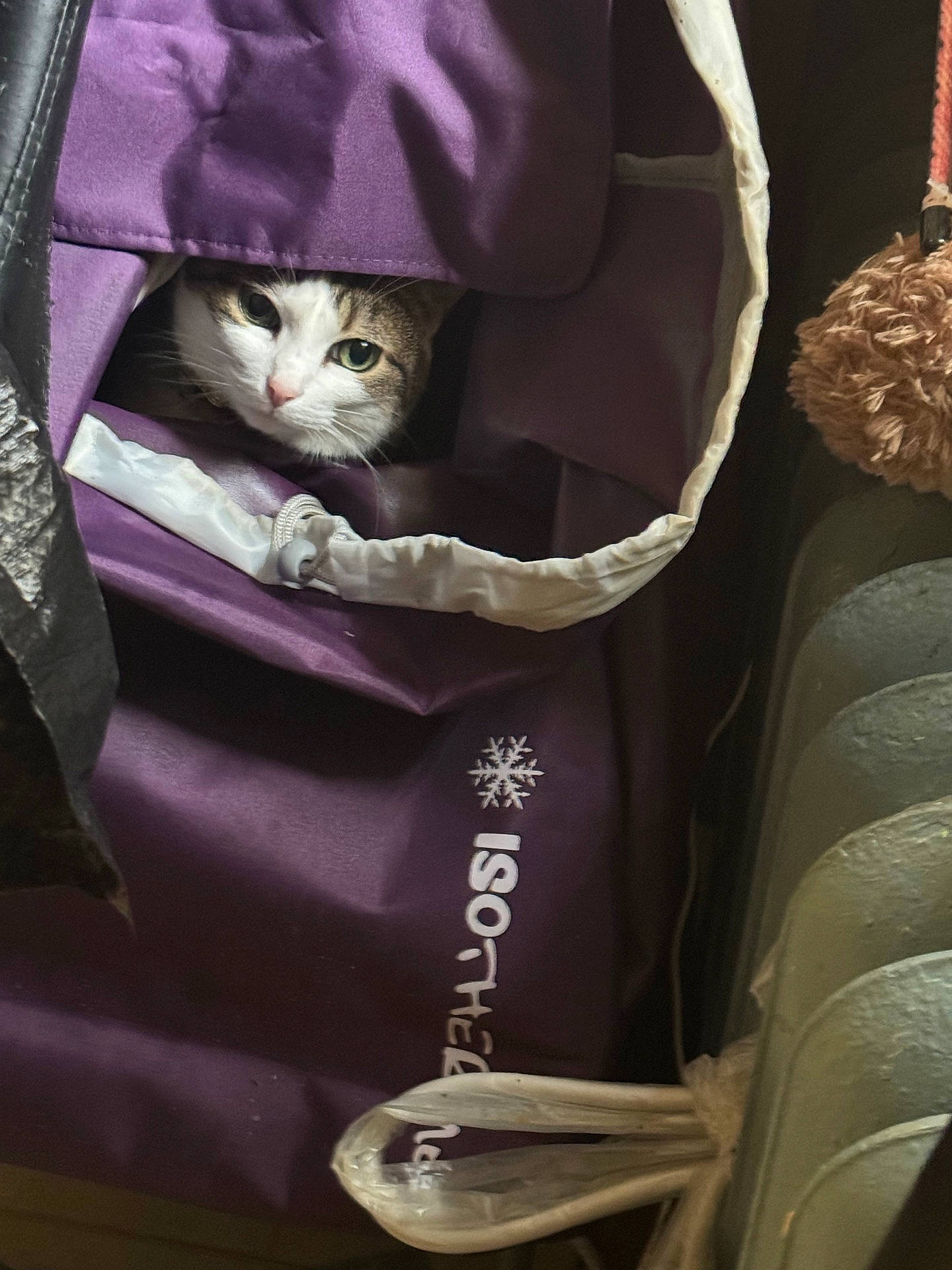 Lola is registered to the contest to win money with this photo: accessories, animal, baby, bag, bed, blanket, cat, clothing, couch, cutlery, furniture, glove, handbag, head, kitten, person, pet, purple, sleeping, spoon