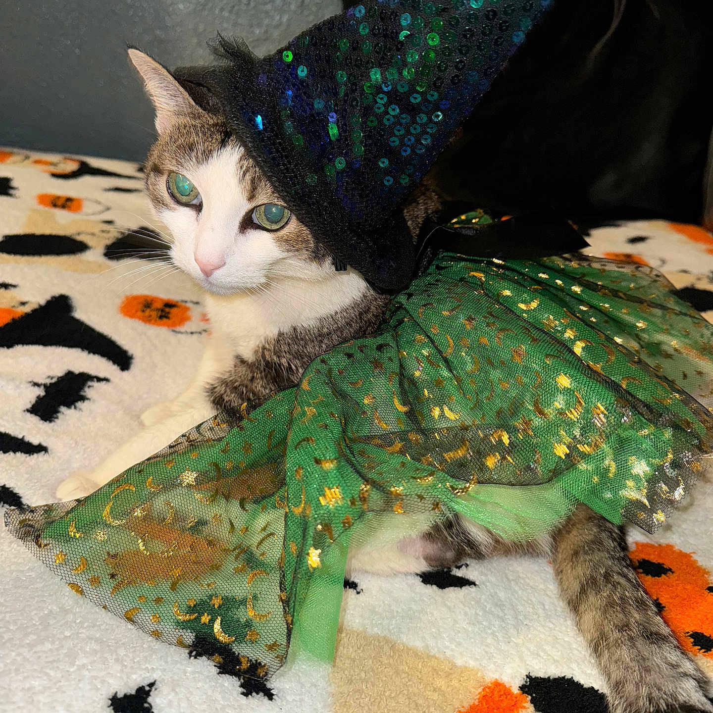 Lola is registered to the contest to win money with this photo: abyssinian, accessories, animal, bonnet, cap, cat, clothing, couch, dress, formalwear, furniture, hat, homedecor, kitten, manx, pattern, pet, quilt, siamese, tie