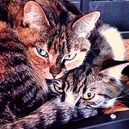 Papuche participe au concours pour gagner de l'argent avec cette photo :
