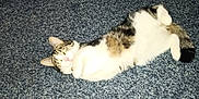 Miss Kitty is registered to the contest to win money with this photo: animal, black, brown, carpet, cat, cute, domestic, eyes, feline, flash, floor, fur, indoor, lying_down, pet, playful, relaxed, resting, texture, white