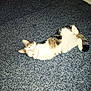Miss Kitty is registered to the contest to win money with this photo: animal, black, brown, carpet, cat, cute, domestic, eyes, feline, flash, floor, fur, indoor, lying_down, pet, playful, relaxed, resting, texture, white