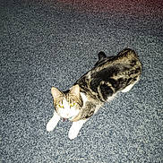 Miss Kitty is registered to the contest to win money with this photo: animal, bed, carpet, cat, collar, cute, domestic, feline, floor, fur, indoor, looking_up, lying_down, pet, resting, striped, tabby, whiskers, white_paws, yellow_eyes